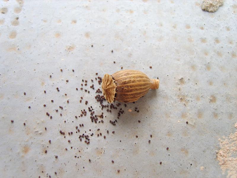 capsule de coquelicot avec ses graines reproduction