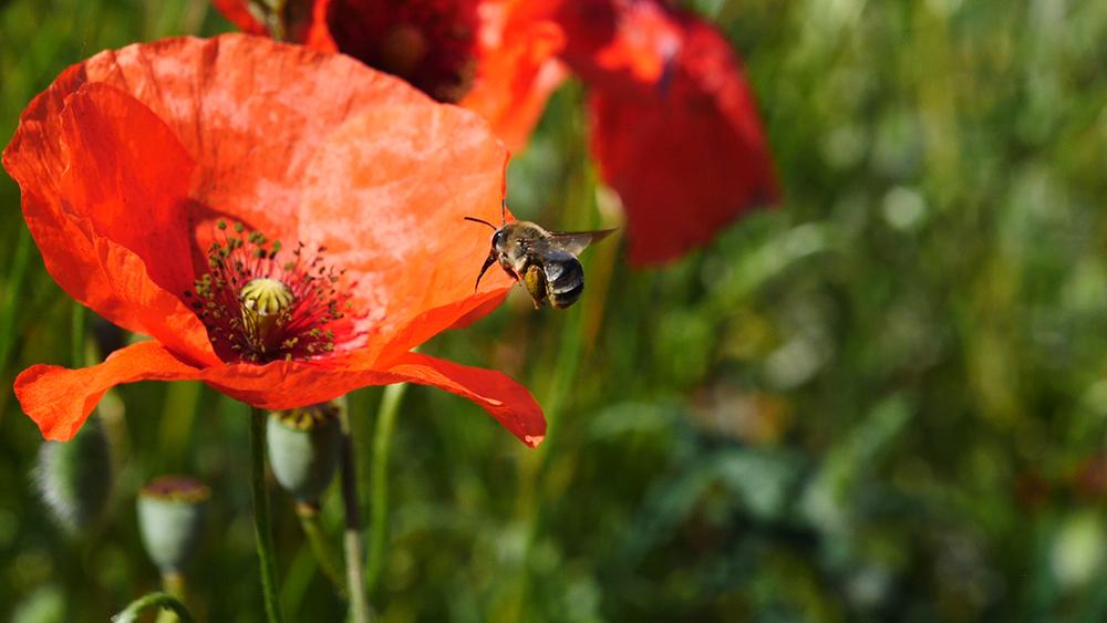 coquelicot plante messicole symbole signification abeille pollinisation