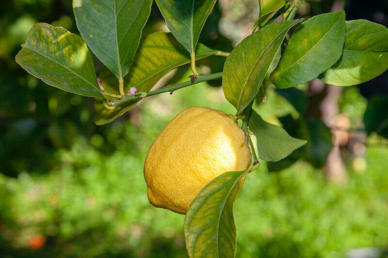 Fete du citron Menton Histoire