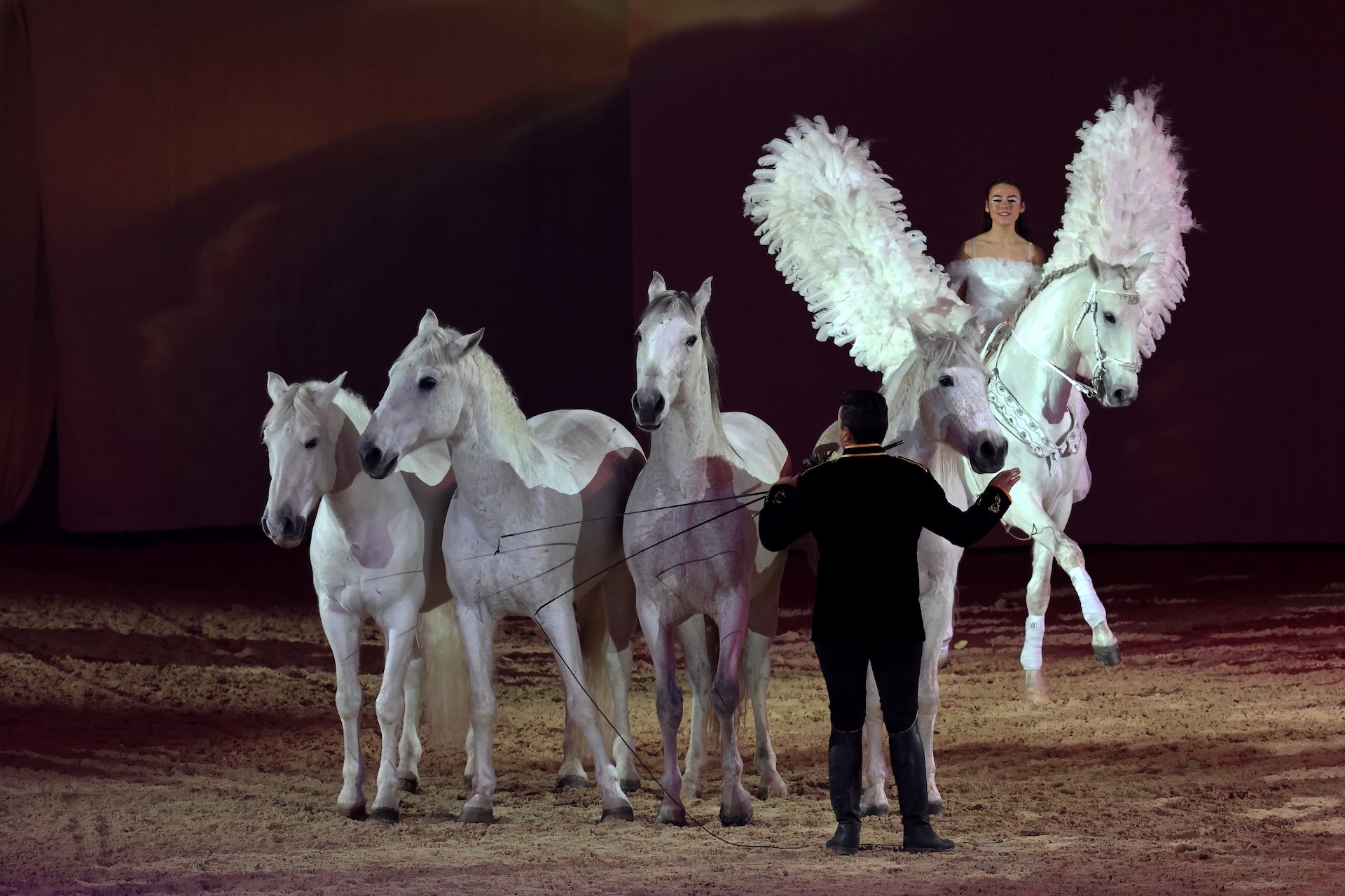 gala des crinières d or 2025 spectacles équestres