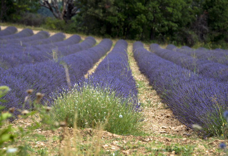 24 juillet - Sault_3 LP