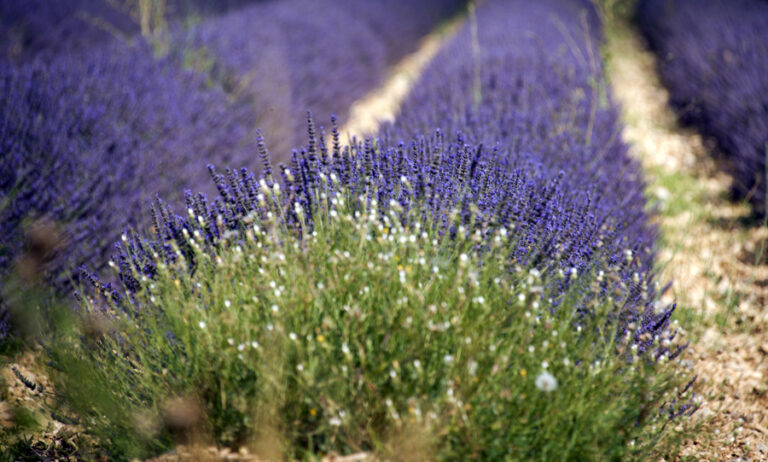 24 juillet - Sault_5 LP