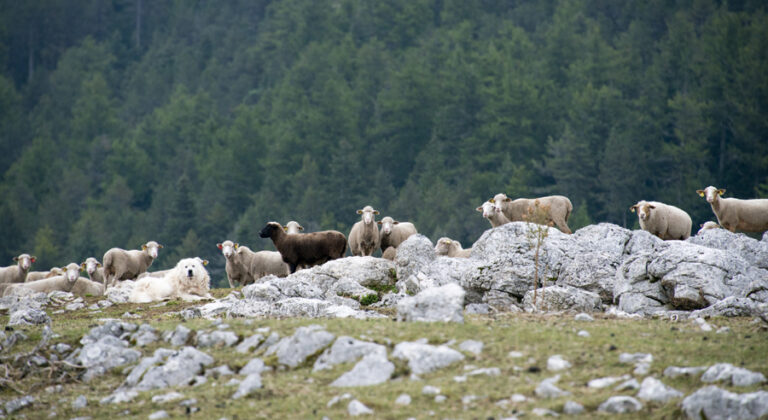 13915 - moutons sur les pierres