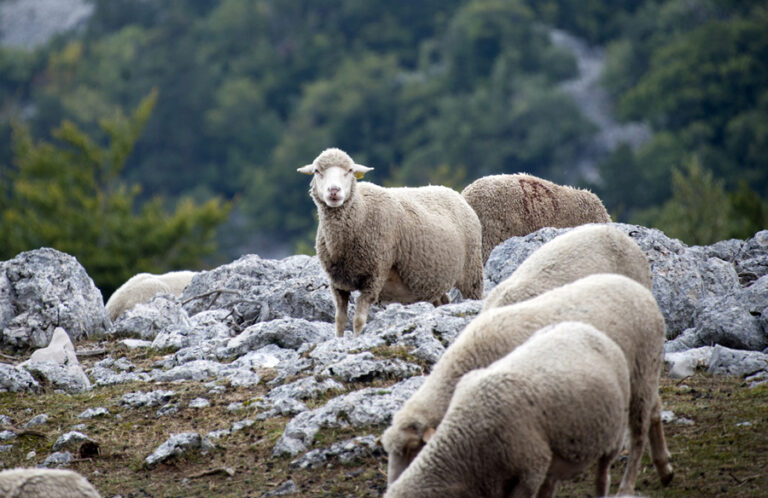 moutons_montventoux_12