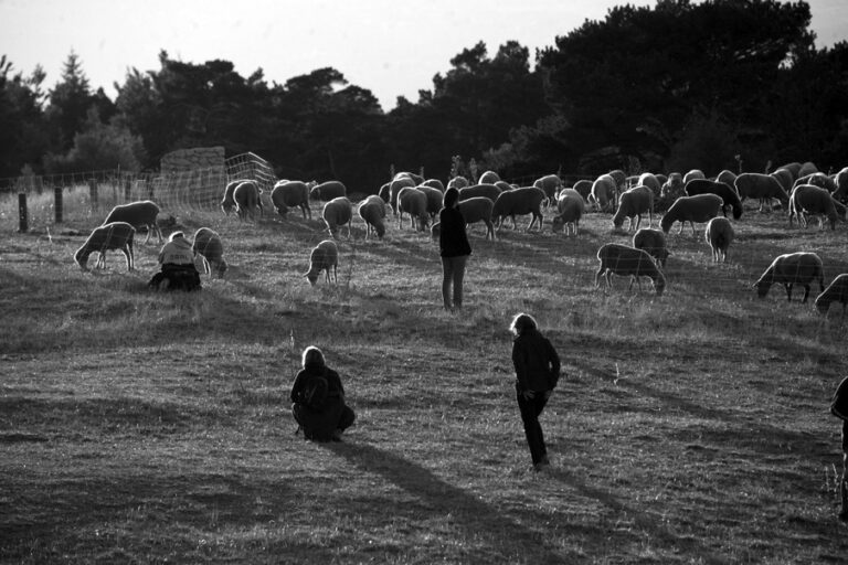 moutons_montventoux_2