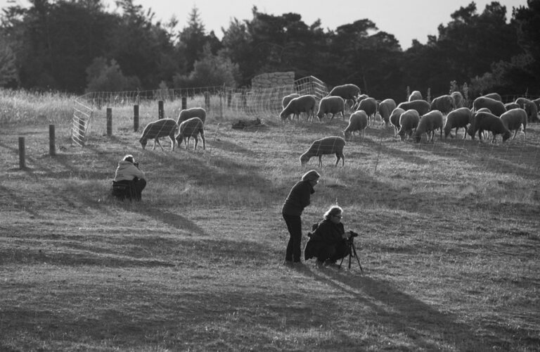 moutons_montventoux_4