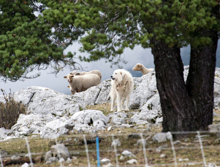 moutons_montventoux_7