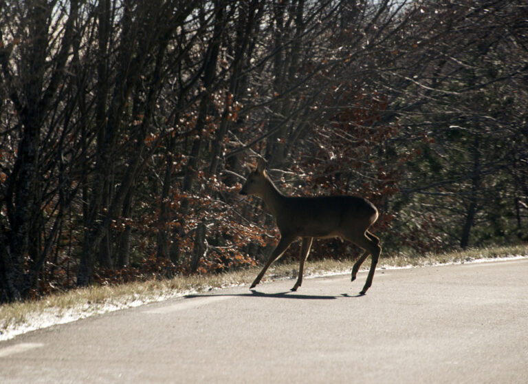 23Nov-Ventouxetneige3