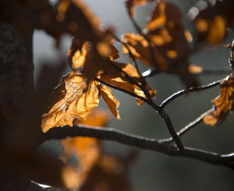 Randonnee_ventoux_12-900