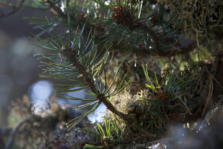 Randonnee_ventoux_13