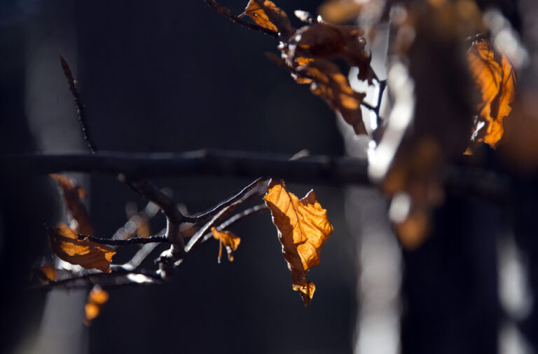 Randonnee_ventoux_18