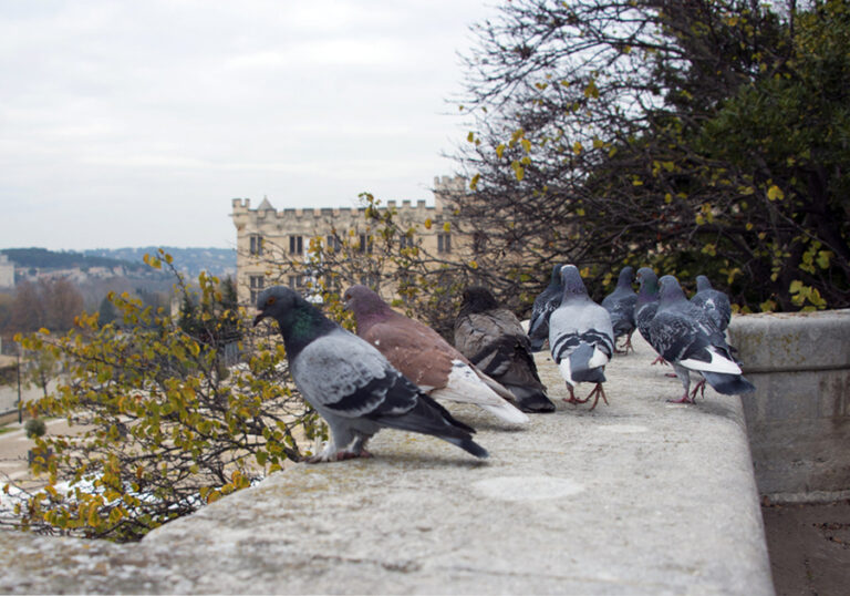 Avignon_6