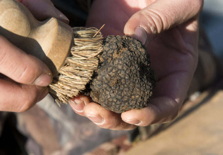 Truffes Carpentras_7