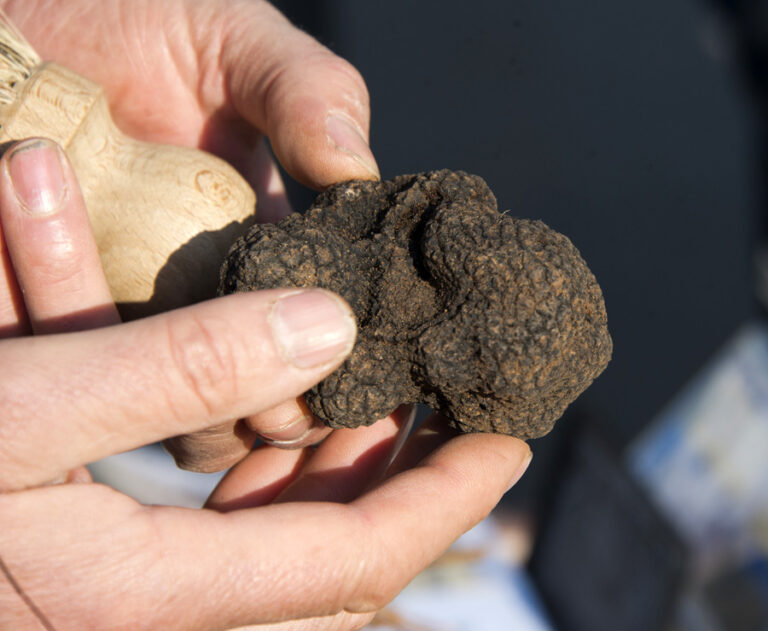 Truffes Carpentras_9