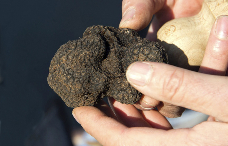 comtat venaissin truffe noire mont ventoux confrérie carpentras