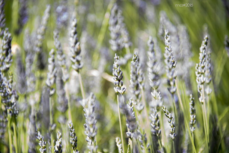 Lavande