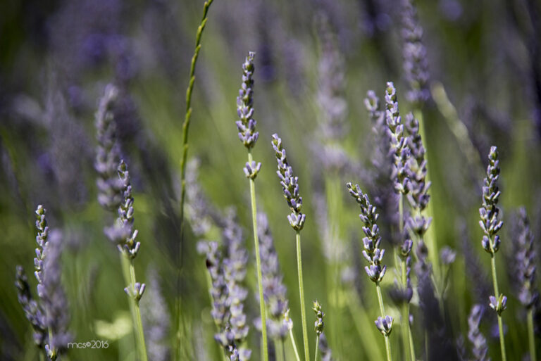 Lavande_1