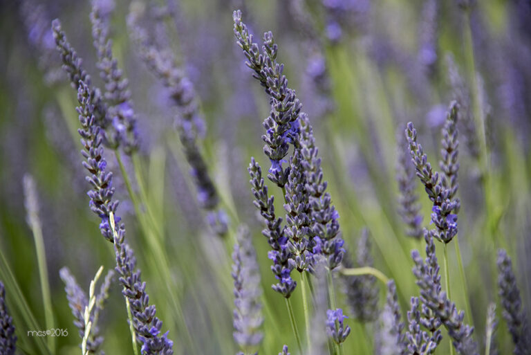 Lavande_3