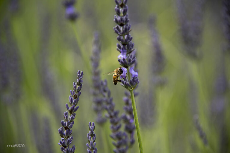 Lavande_5