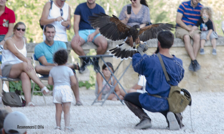 Lourmarin-Aigle Royal_5