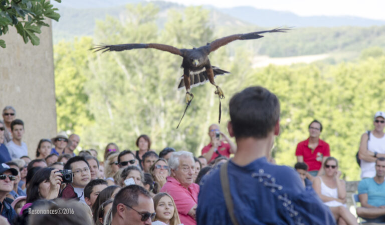 Lourmarin-Aigle Royal_7