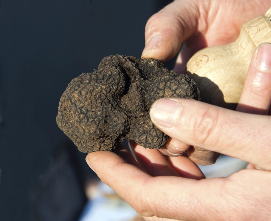 Vaucluse, terre de culture et terroir truffes