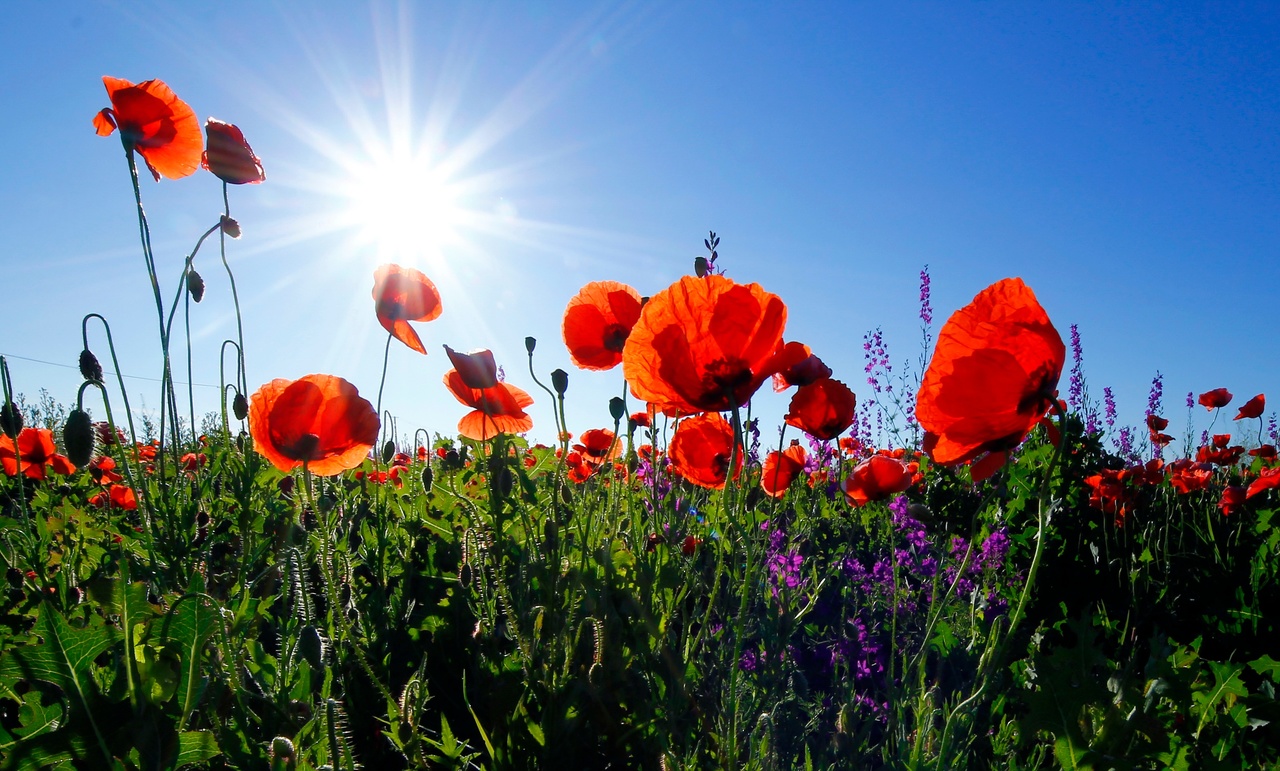Le coquelicot la plante de l apaisement