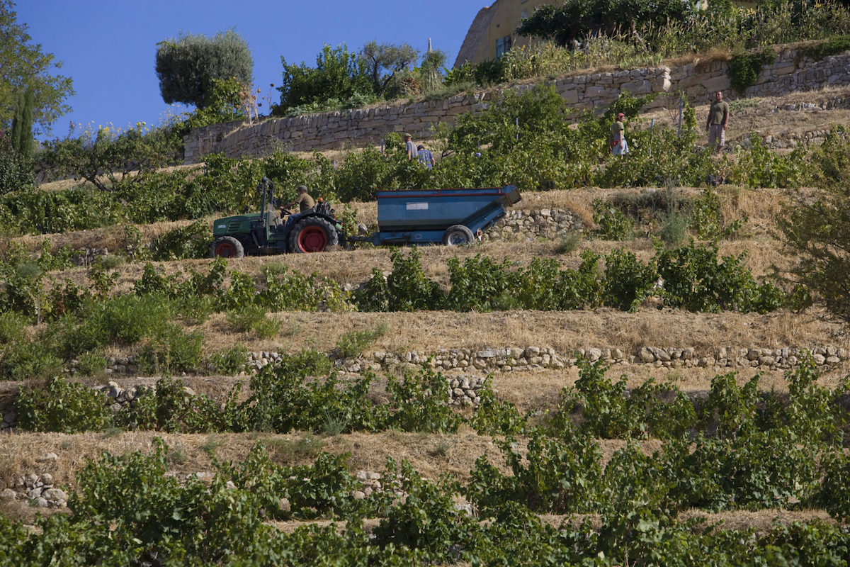 Vendanges dans un champ de vignes au milieu des restanques