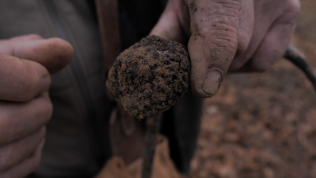 cavage truffe fougie