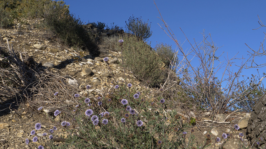 flore espace naturel sensible les mées