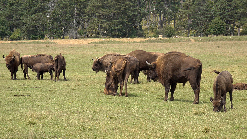 bisons europe reserve animaliere monts d azur thorenc
