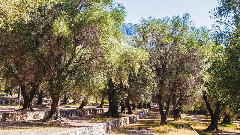 parc du pian oliviers plusieurs fois centenaires ville de menton