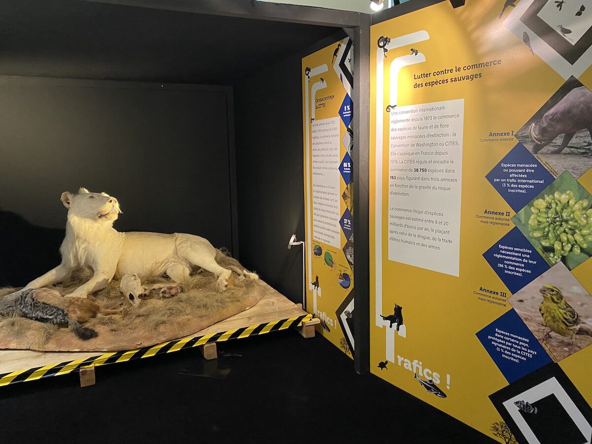 Trafics Exposition gratuite museum histoire naturelle Marseille