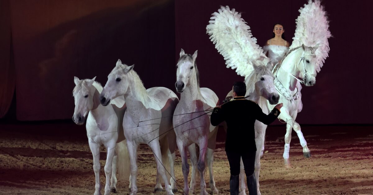 Pince à Cravate (Ratcatcher) Avec Paon Et Strass Dorés - Spectacle Cheval, Chasse, Dressage