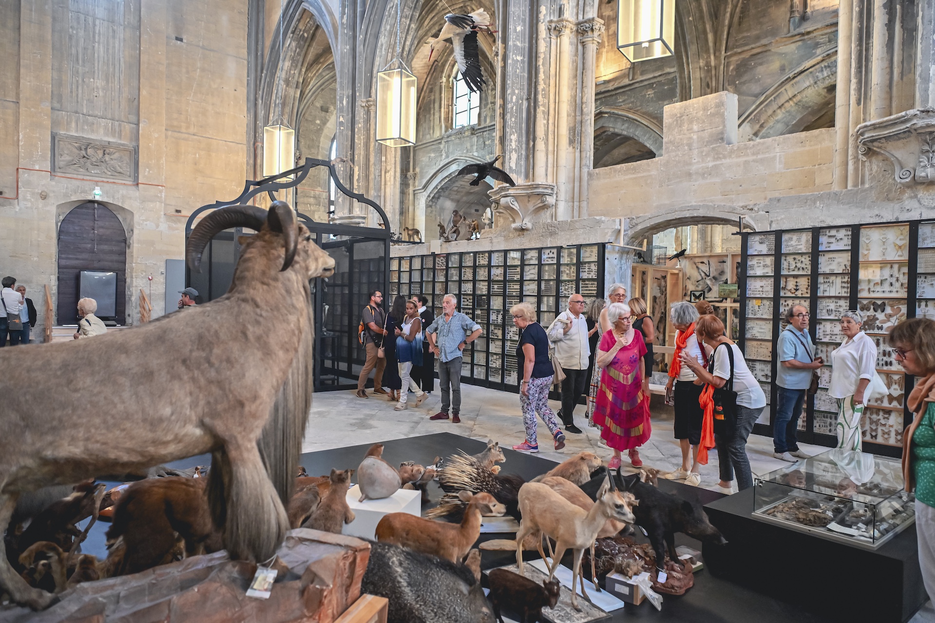 le museum requien sort de des murs - exposition avignon