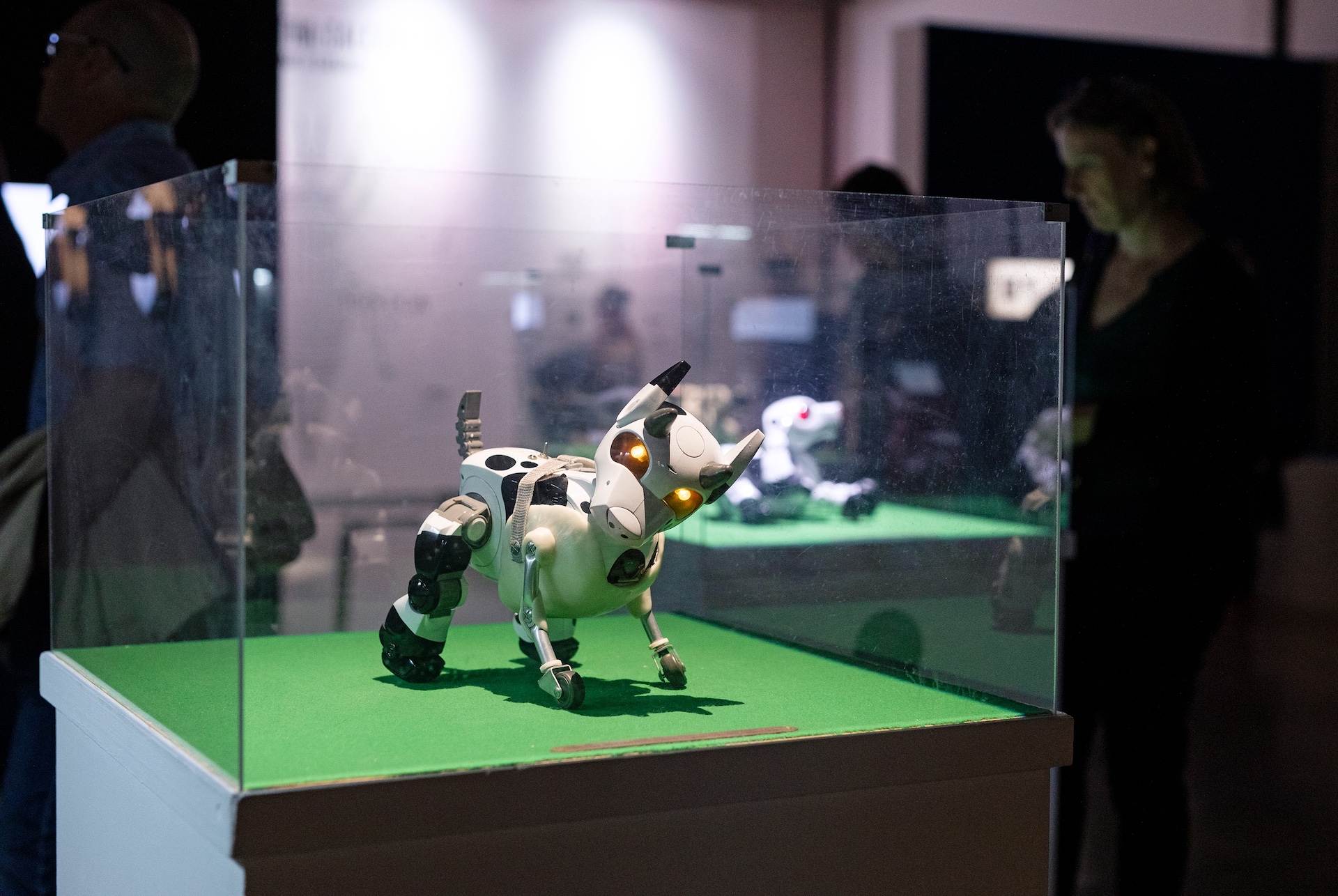 France cadet exposition art contemporain avignon les animaux ca vous parle