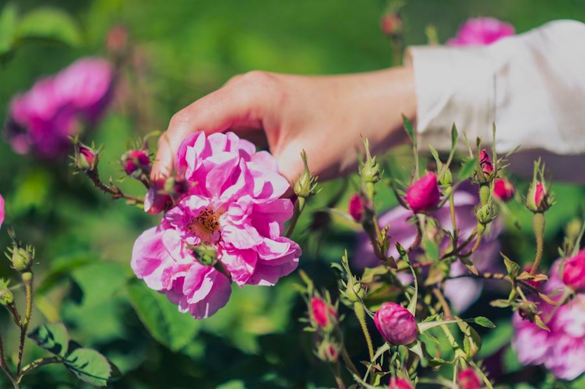 La cueillette de la rose centifolia, pays de Fayence, avril 2026.