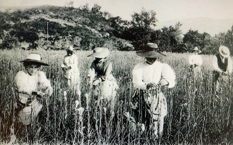 La cueillette des tubéreuses en Provence au début du XXe siècle, Pays de Fayence, avril 2026.