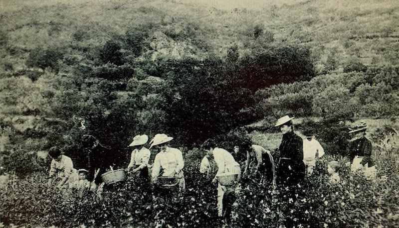 La récolte du jasmin chez la vicomtesse de Savigny, avril 2026.